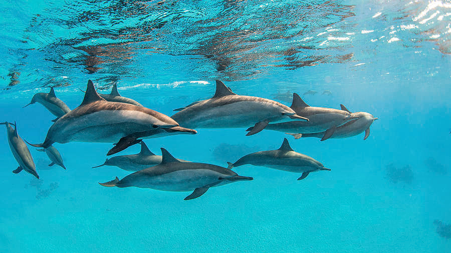 An Elephant, A Dolphin, and Healing Energy